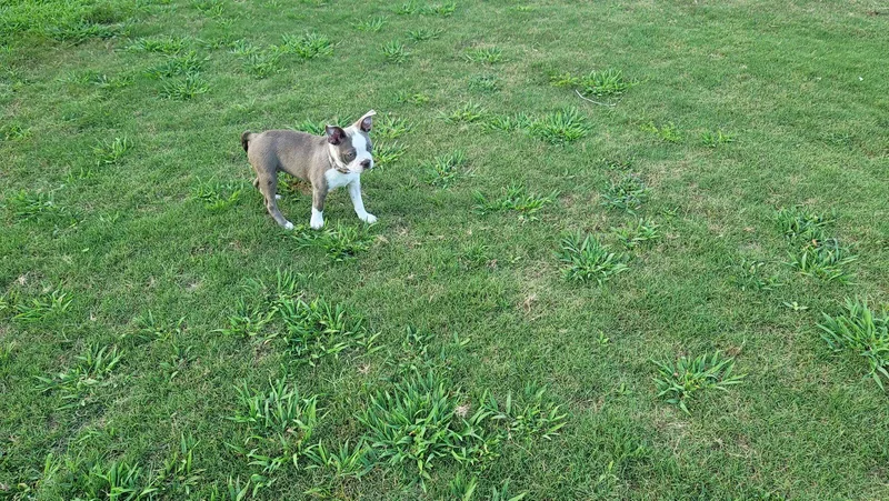 A young medium-sized female Boston Terrier dog named Lilly for adoption in Gainesville, TX