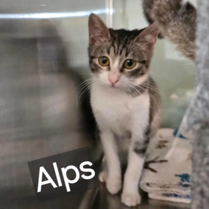 A young medium-sized male White Domestic Short Hair cat named Alps for adoption in Livingston, TX