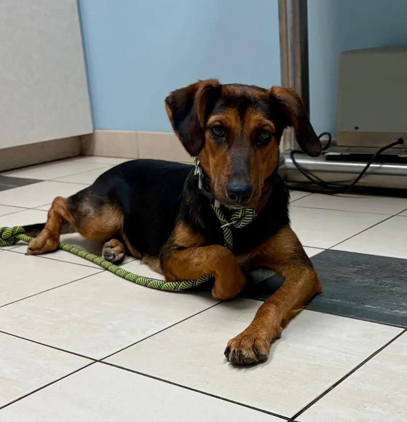 A baby medium-sized female Hound dog named Sorbet for adoption in Hampton, VA