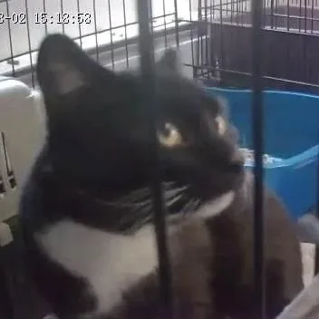 An adult large-sized male Domestic Short Hair cat named Orca for adoption in Keansburg, NJ