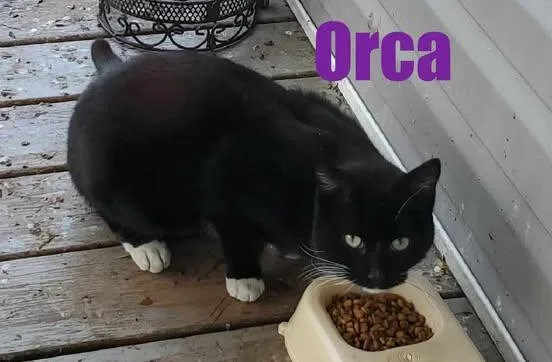 Orca thumbnail 3