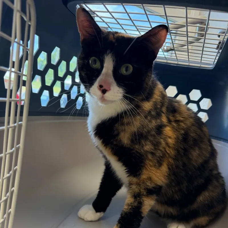 An adult medium-sized female Domestic Short Hair cat named Sunrise for adoption in Watertown, NY