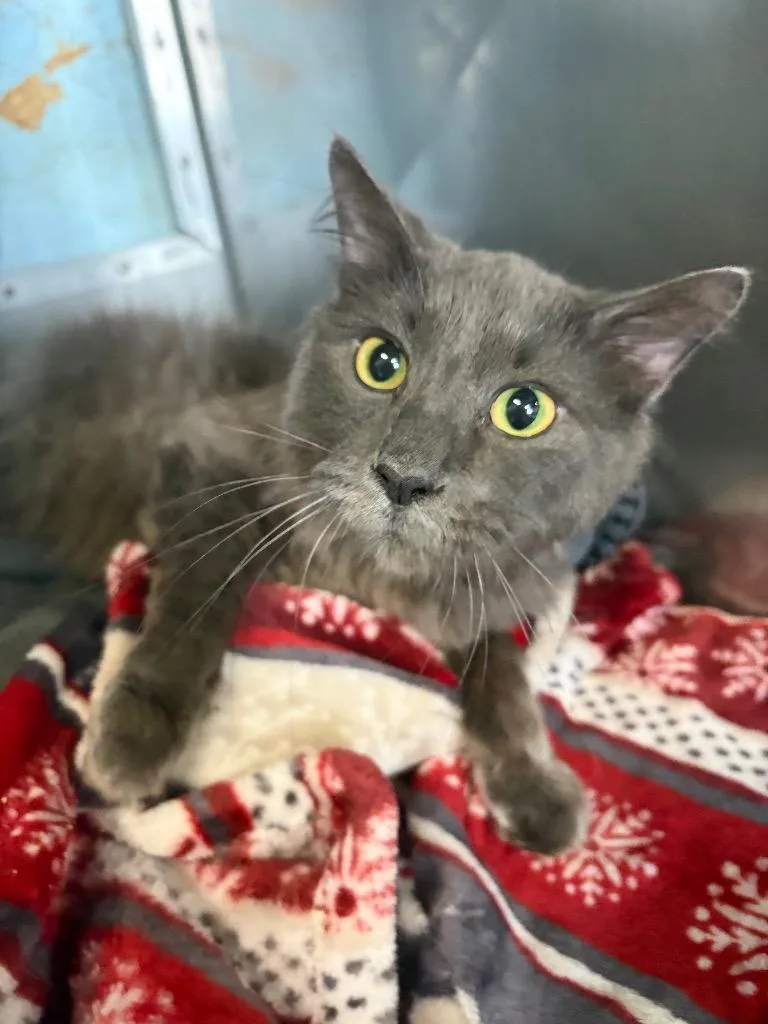 An adult medium-sized male Domestic Long Hair cat named Edmund for adoption in Huntington, IN