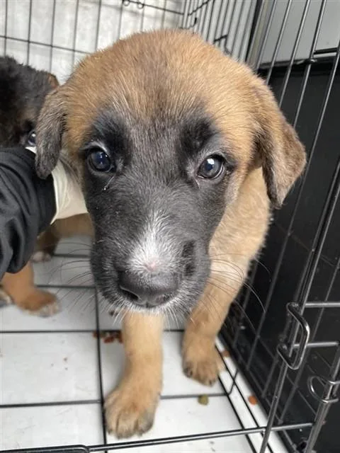 A baby small-sized female Belgian Shepherd / Malinois dog named A for adoption in Houston, TX