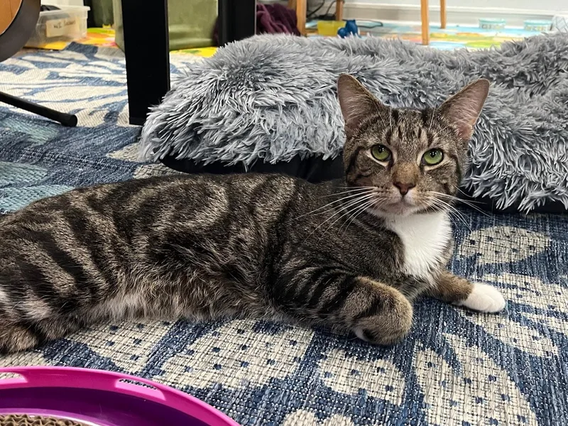 An adult medium-sized male Tabby (Brown / Chocolate) Domestic Short Hair cat named Alfie for adoption in New York, NY
