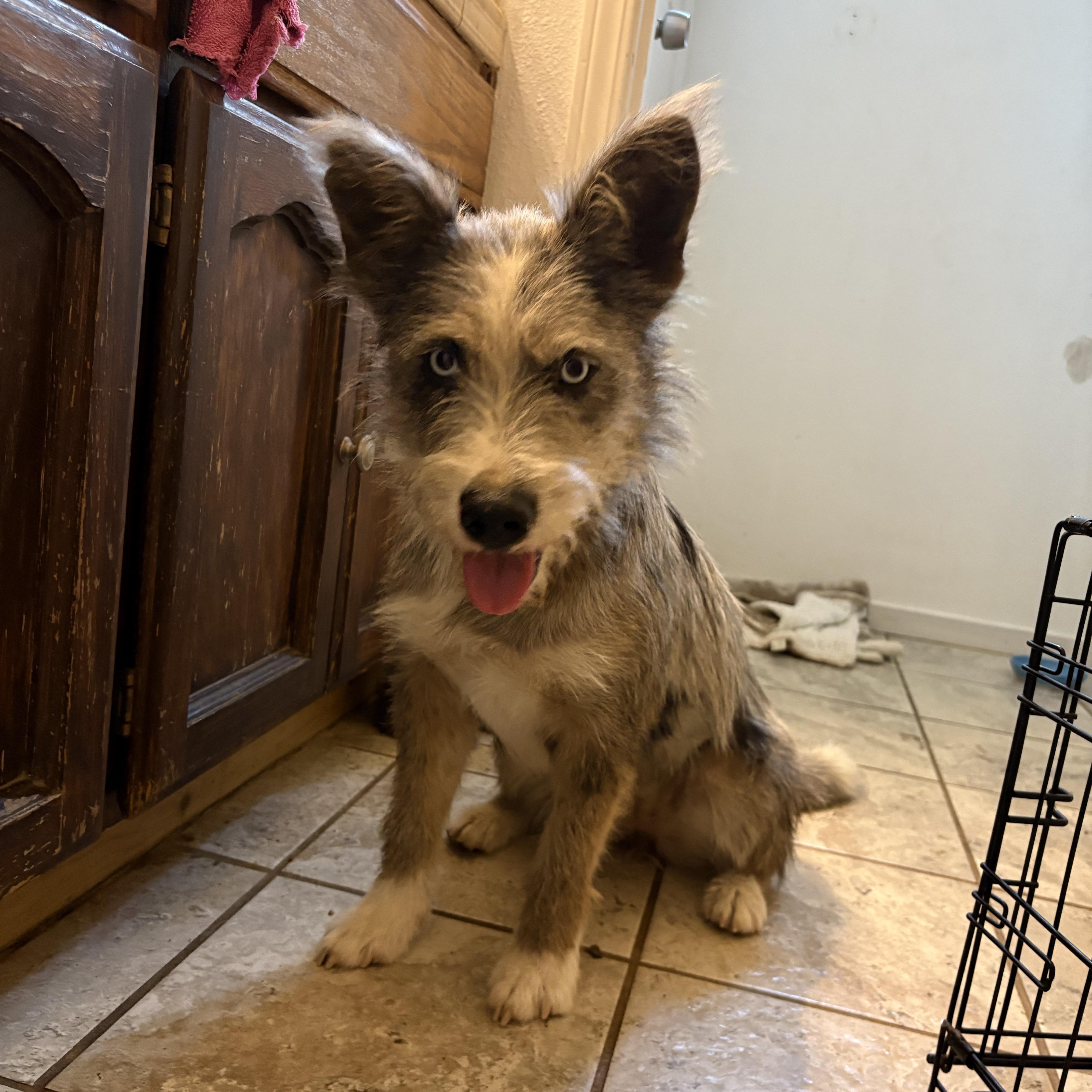 A young medium-sized female Australian Shepherd dog named Cleo for adoption in Reedley, CA