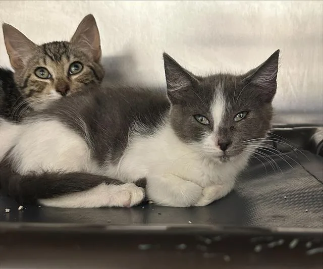 A baby small-sized female Domestic Short Hair cat named Kathmandu for adoption in Santa Cruz, CA