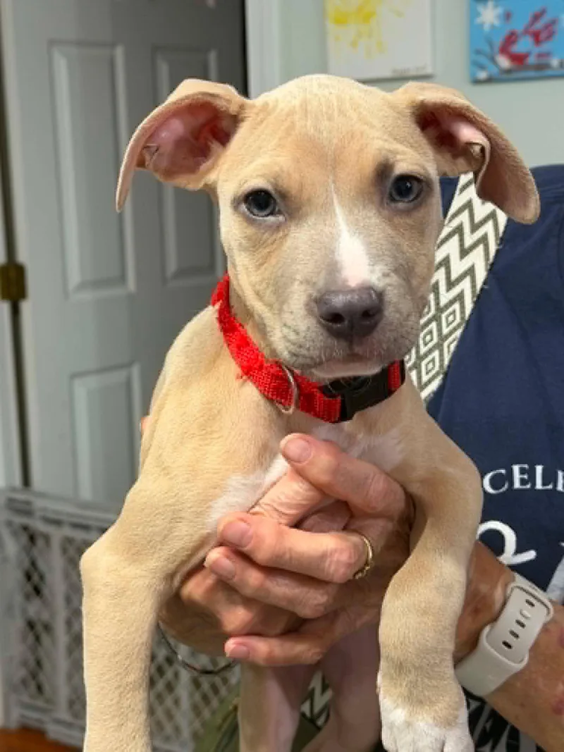 A young medium-sized male Pit Bull Terrier dog named Bonnie for adoption in Rockville, MD