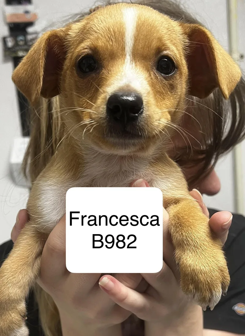 A baby small-sized female Yellow / Tan / Blond / Fawn Shih Tzu dog named Francesca for adoption in Morganton, NC