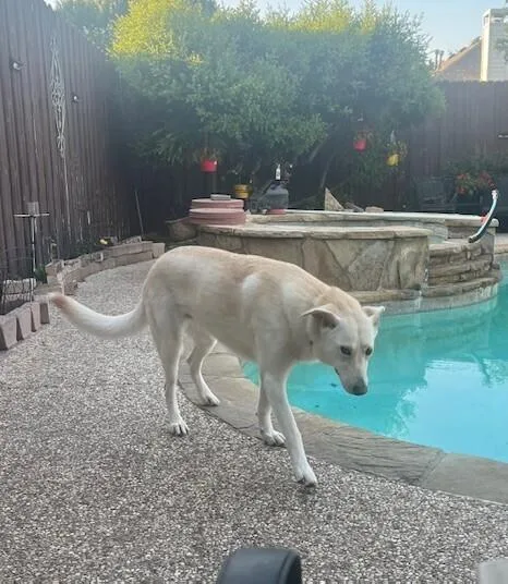 An adult large-sized female Labrador Retriever dog named Mona for adoption in Dallas, TX