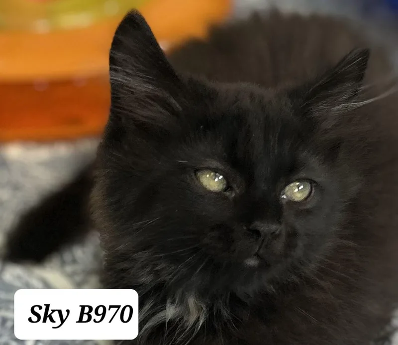 A baby medium-sized male Black Domestic Long Hair cat named Sky for adoption in Morganton, NC