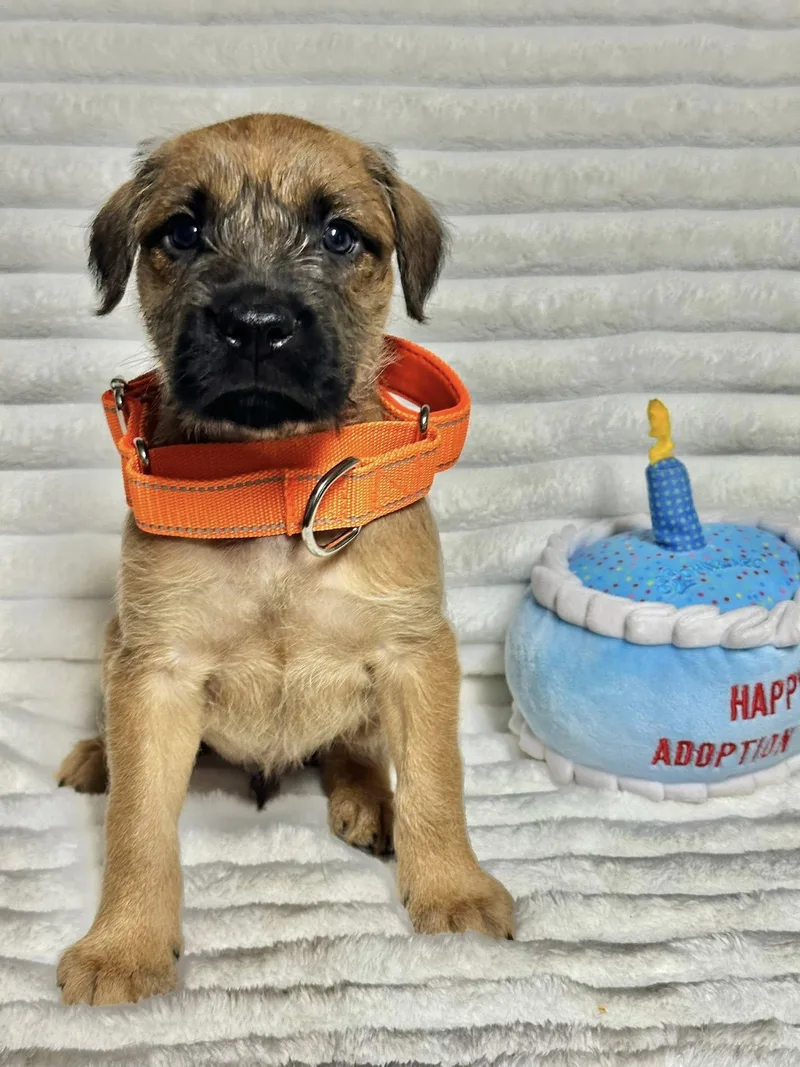A baby medium-sized male Labrador Retriever dog named Hawthorne for adoption in Groton, CT