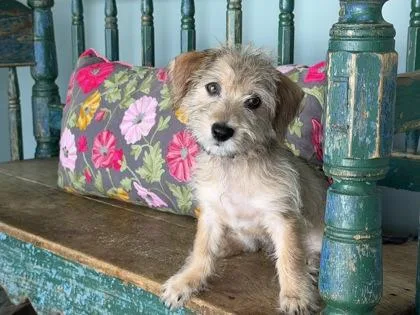 A baby small-sized male Dachshund dog named Ferb for adoption in San Antonio, TX