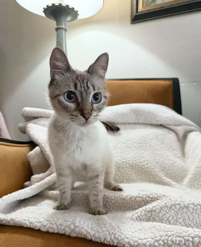 A young medium-sized female Chocolate Point Siamese cat named Gorgeous Sadie for adoption in Burlington, NC