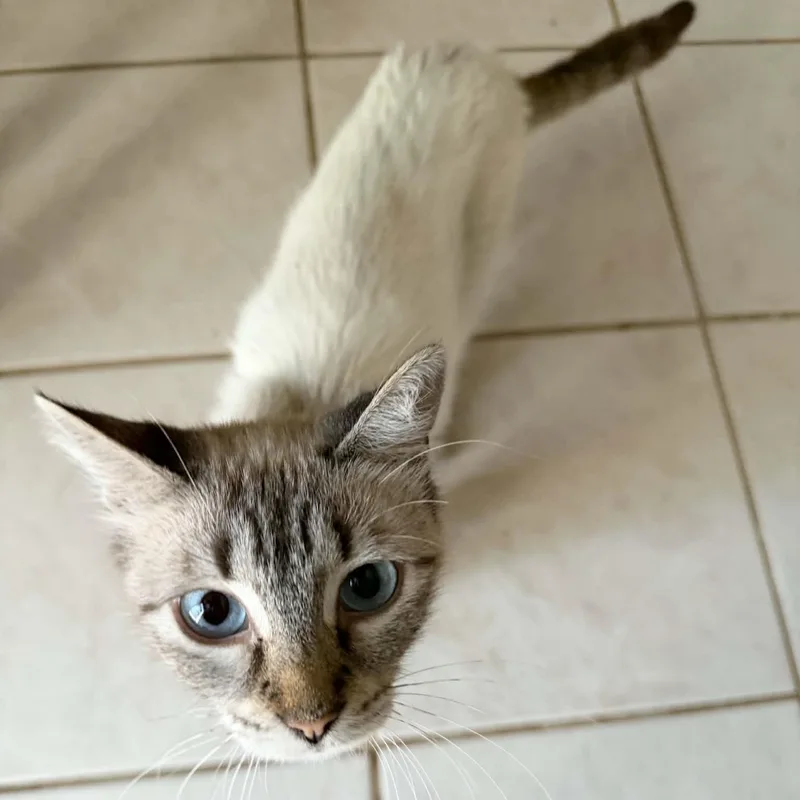 Gorgeous Sadie thumbnail 2