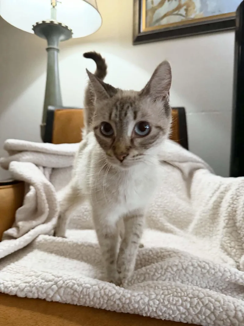 Gorgeous Sadie thumbnail 3