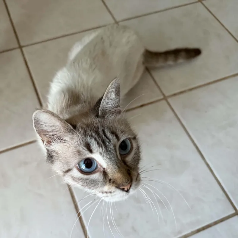 Gorgeous Sadie thumbnail 4