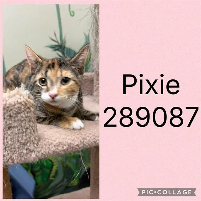 A baby small-sized female Domestic Short Hair cat named Pixie for adoption in Macon, GA