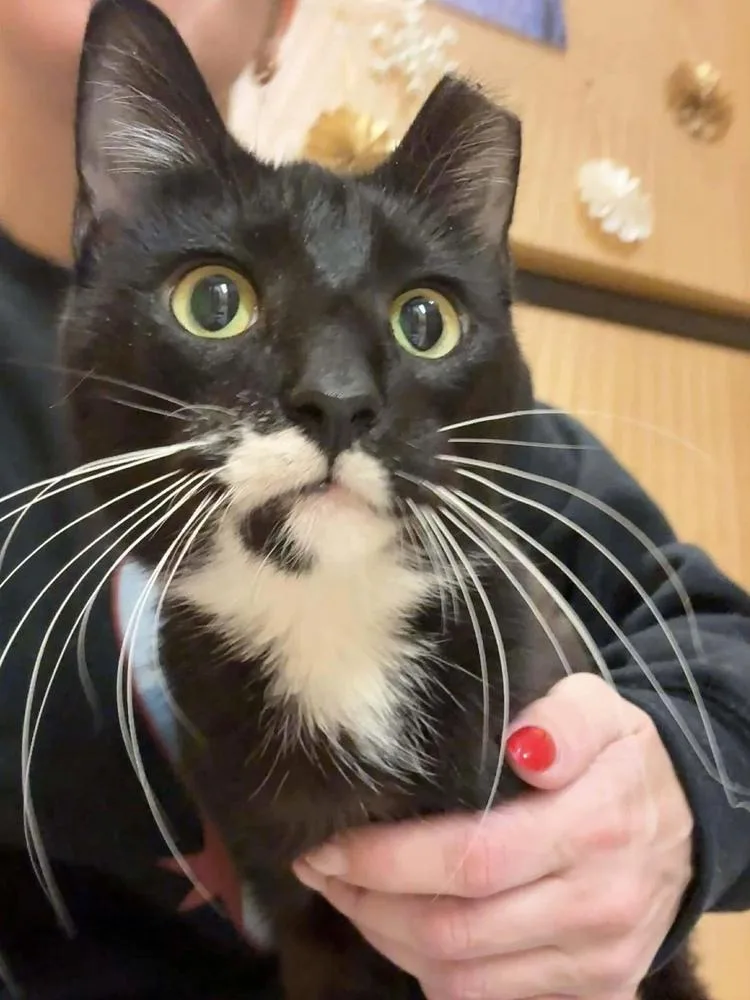 A young small-sized female Black & White / Tuxedo Domestic Short Hair cat named Sophie for adoption in Chicago, IL