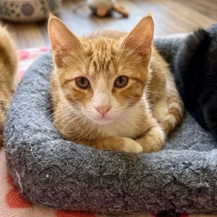 A baby medium-sized male Orange & White Domestic Short Hair cat named Giggles for adoption in Boca Raton, FL