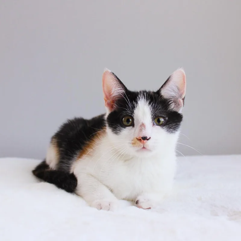 A baby medium-sized female Calico Domestic Short Hair cat named Marigold for adoption in Wayne, NJ