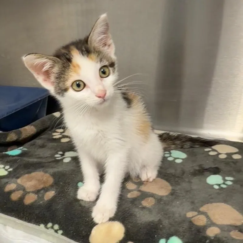 A young medium-sized female Calico Domestic Short Hair cat named Snow for adoption in Nevada, MO