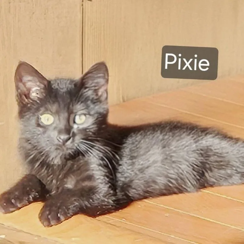 A baby small-sized female Black Domestic Short Hair cat named Pixie for adoption in Rochester, MN