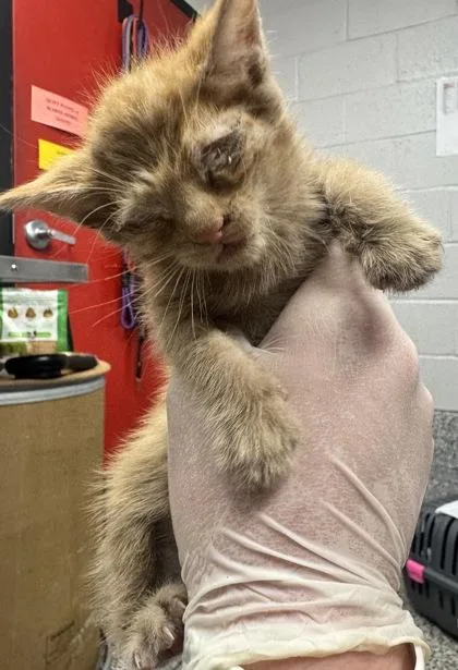 A baby small-sized female Domestic Short Hair cat named Latte for adoption in West Chester, PA