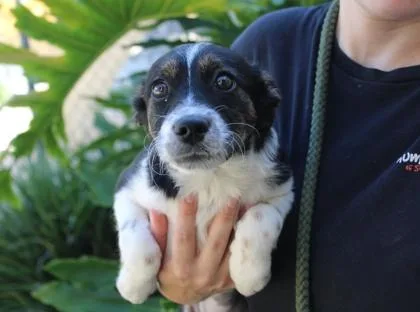 An adult medium-sized female Terrier dog named April for adoption in Brunswick, GA