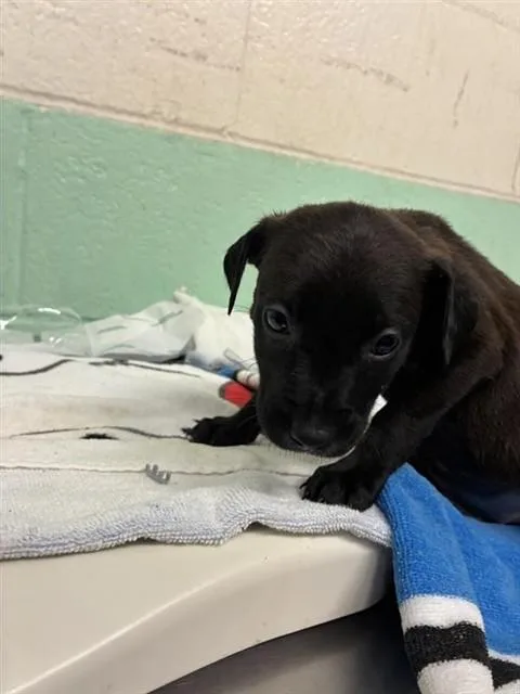 A baby small-sized female Pit Bull Terrier dog named Aja for adoption in Sacramento, CA