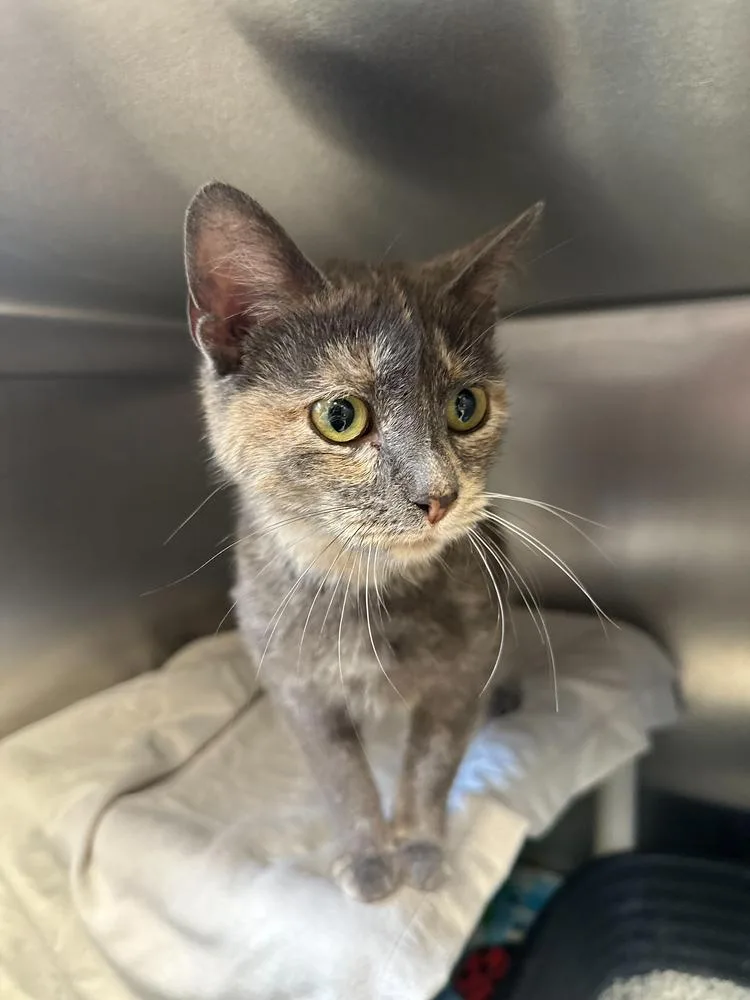 An adult medium-sized female Domestic Short Hair cat named Lucy Gray for adoption in Bowling Green, OH