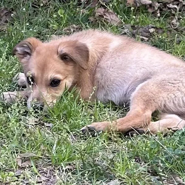 A baby small-sized male Yellow / Tan / Blond / Fawn Mixed Breed dog named Chestnut for adoption in Opelika, AL
