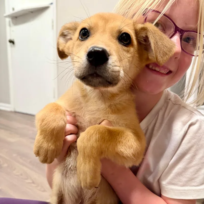 Chestnut thumbnail 2