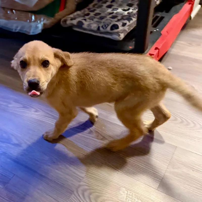 Chestnut thumbnail 4