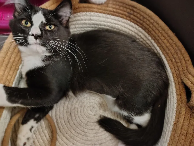 A baby medium-sized female Black & White / Tuxedo Tuxedo cat named Luna for adoption in Montour Falls, NY