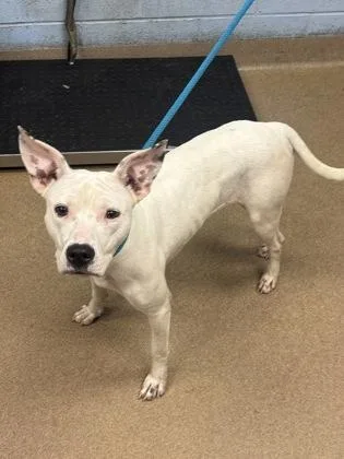 An adult medium-sized female Mixed Breed dog named Nancy Smith for adoption in Chamblee, GA