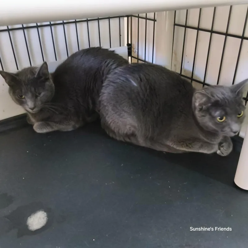 An adult small-sized female Gray / Blue / Silver Domestic Short Hair cat named Lily for adoption in Jessup, MD