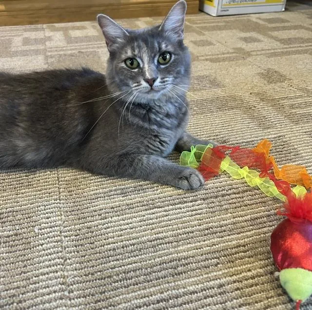 A young medium-sized female Gray / Blue / Silver Domestic Medium Hair cat named Gigi for adoption in Las Vegas, NV