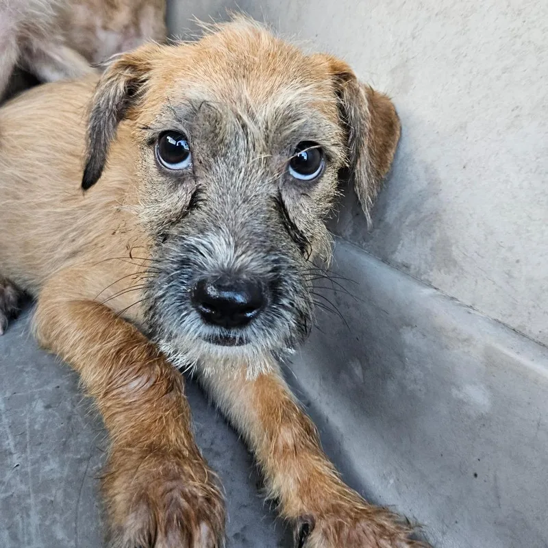 A baby small-sized female Yellow / Tan / Blond / Fawn Terrier dog named Anna for adoption in Lake Jackson, TX