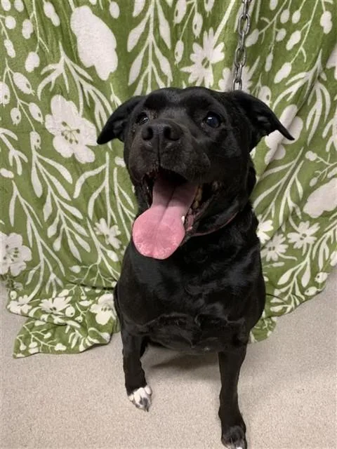 Nova