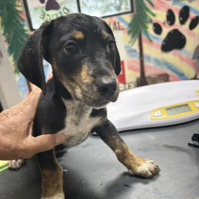 A baby small-sized male Black Miniature Dachshund dog named Tommy for adoption in Lufkin, TX