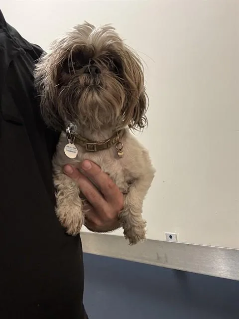 An adult small-sized female Shih Tzu dog named Coco for adoption in Miami, FL