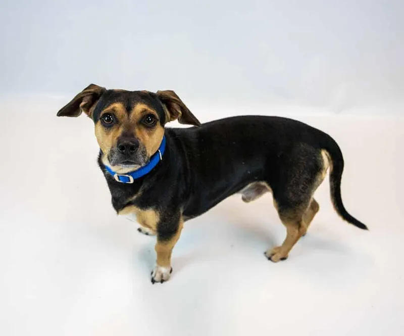 An adult small-sized male Beagle dog named Houston for adoption in Kennesaw, GA