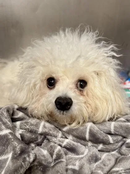 An adult small-sized male White / Cream Bolognese dog named Buddy for adoption in Midland, MI