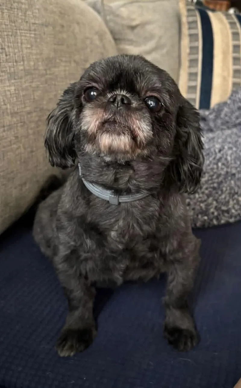 An adult small-sized female Black Shih Tzu dog named Mimi for adoption in Nesquehoning, PA