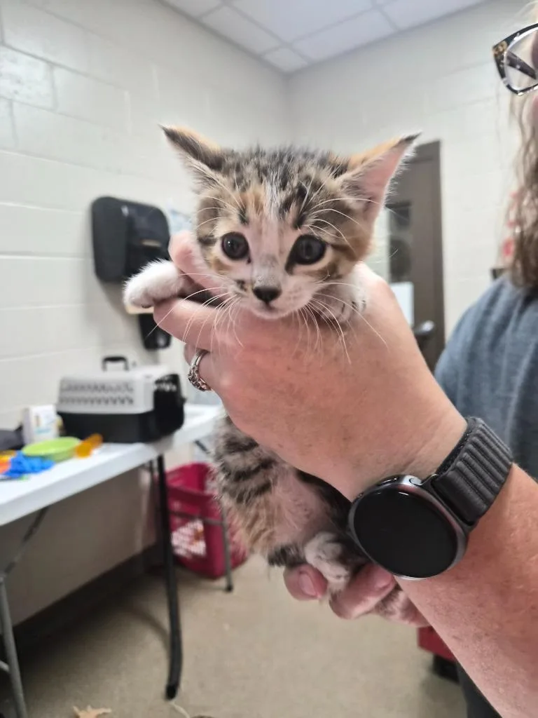 A baby medium-sized female Domestic Short Hair cat named Director Of Hydration for adoption in Rome, GA