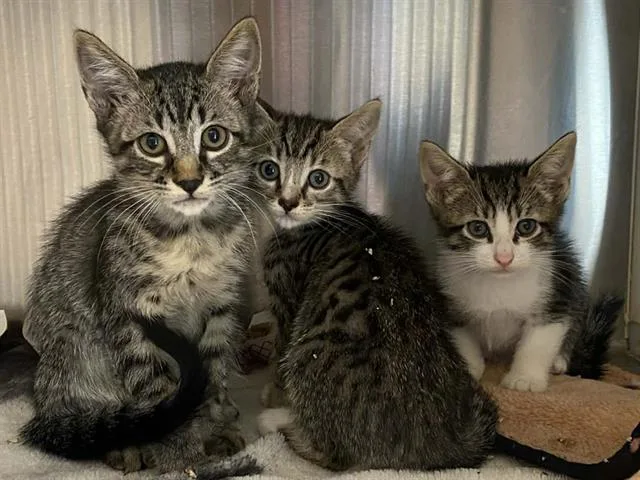 A baby small-sized female Domestic Short Hair cat named Fable for adoption in Tustin, CA