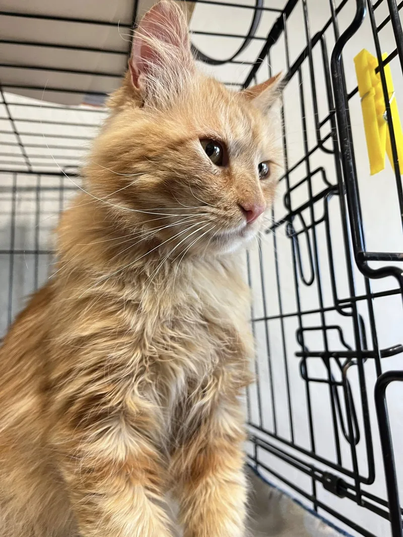 An adult medium-sized male Tabby cat named Mr. Orange for adoption in Walnut Creek, CA
