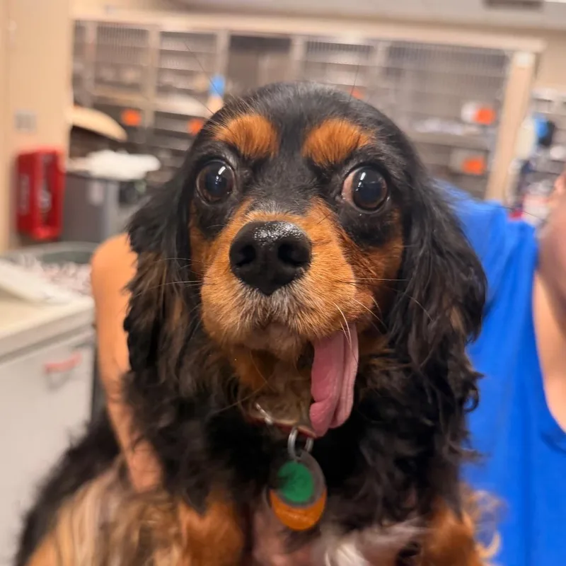 An adult small-sized female Black Cavalier King Charles Spaniel dog named PM Bella for adoption in Port Washington, NY