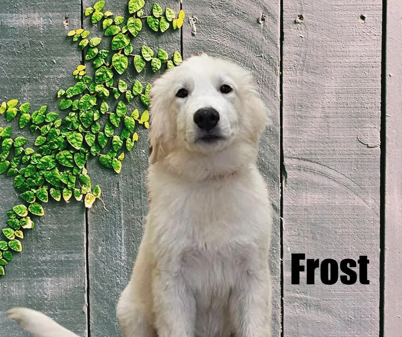 A baby large-sized male White / Cream Great Pyrenees dog named Blizzard  Yukon  for adoption in Marshville, NC